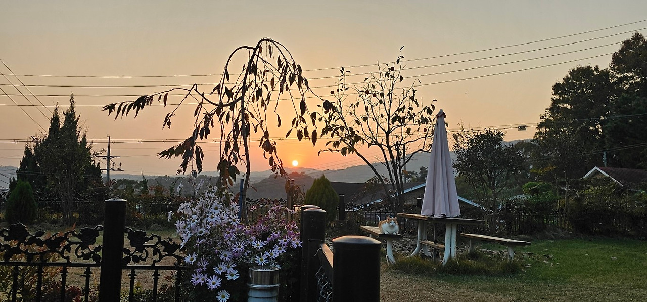 고양이 풍경.jpg