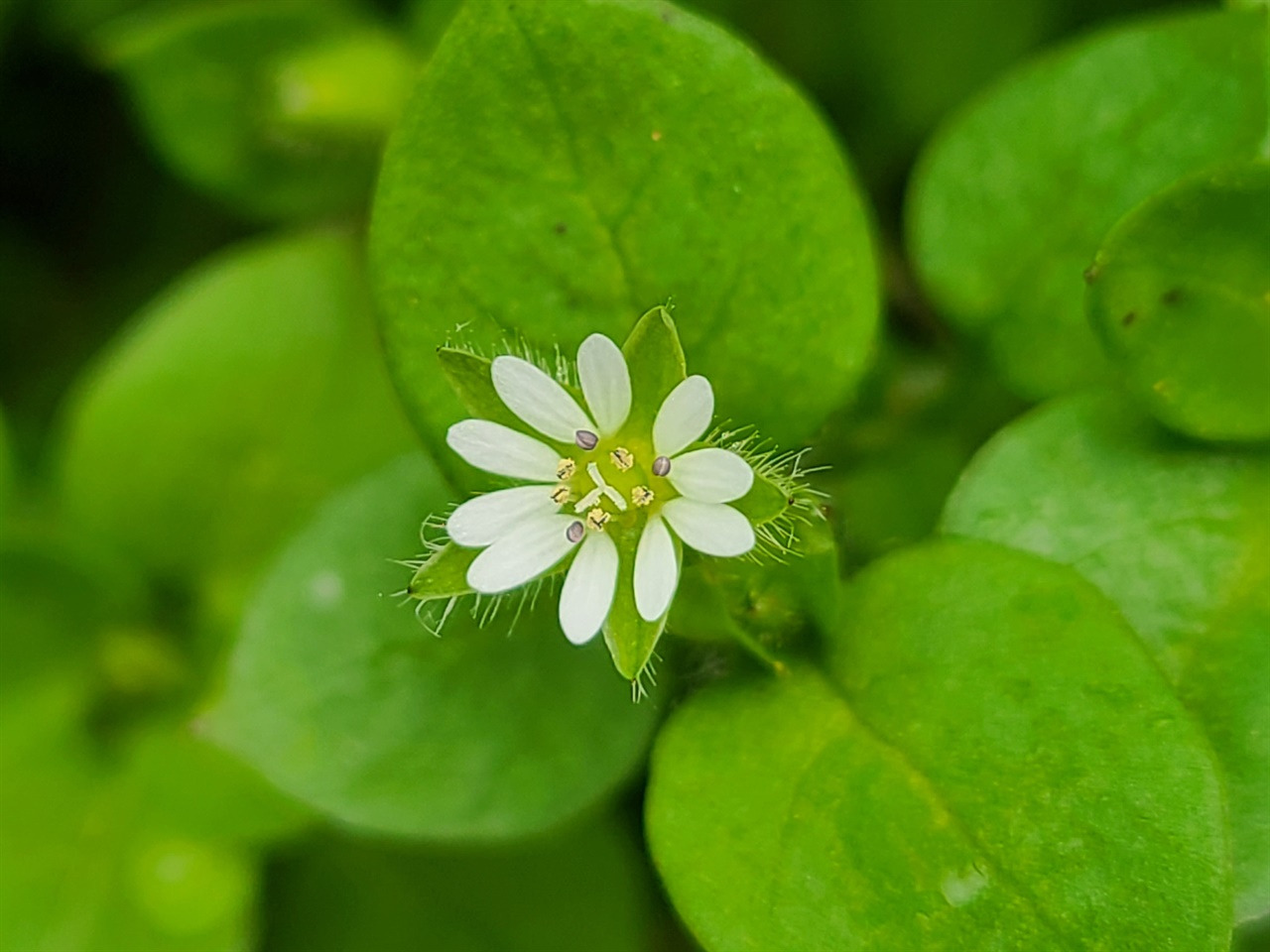 별꽃 - 오마이.jpg