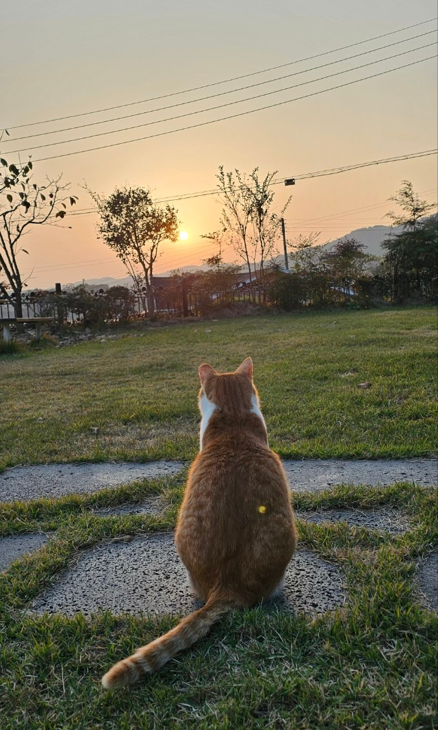 고양이 풍경20.jpg