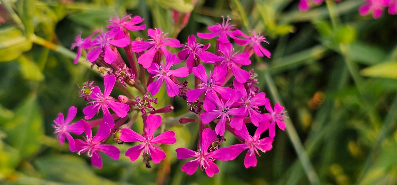 끈끈이 대나물.jpg