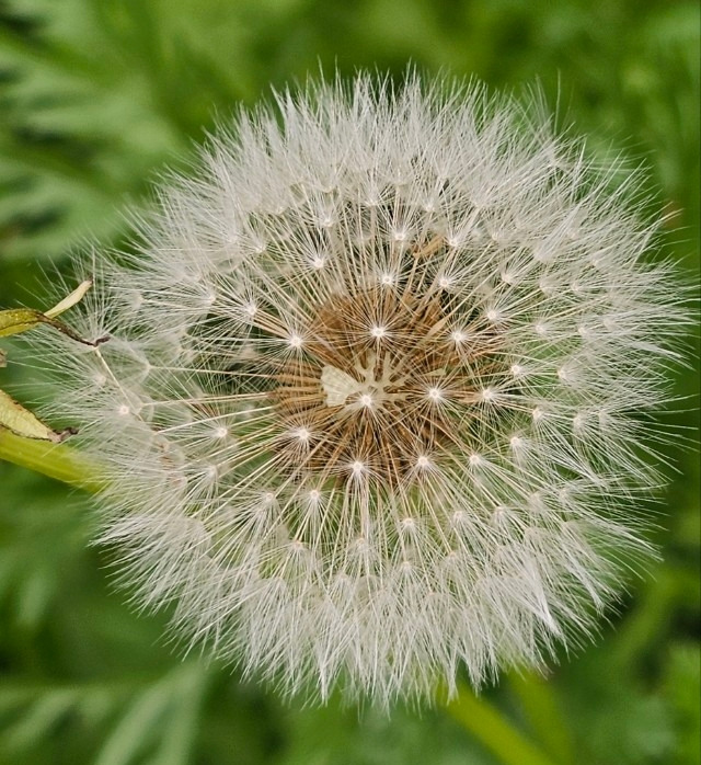 민들레 홀씨1.jpg