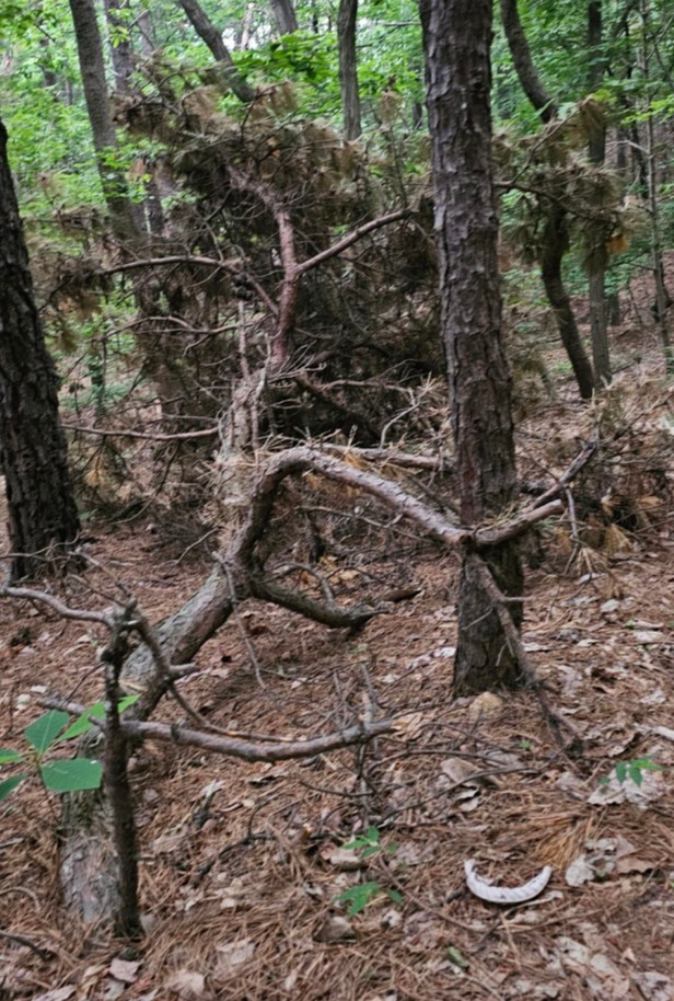 소나무 죽은3.jpg