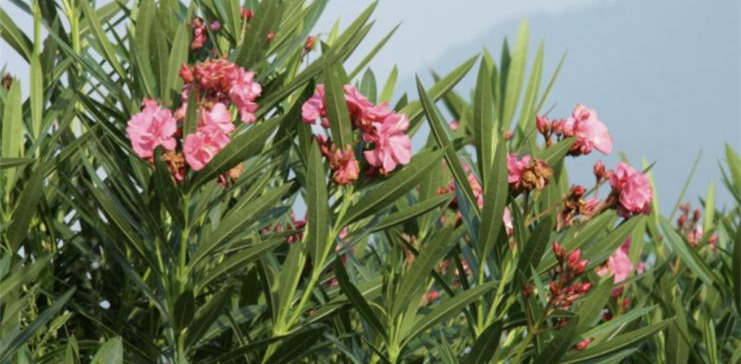 풀협죽도_독성 협죽도.jpg