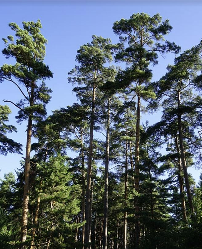 이도백화 미인송.jpg