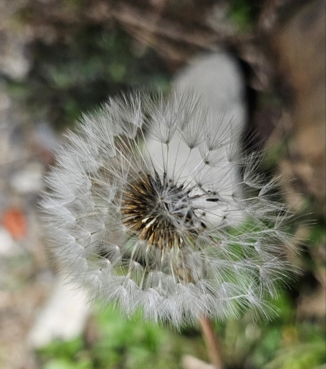 풀씨의 유언5.jpg