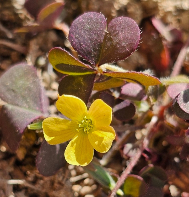 풀씨의 유언3.jpg