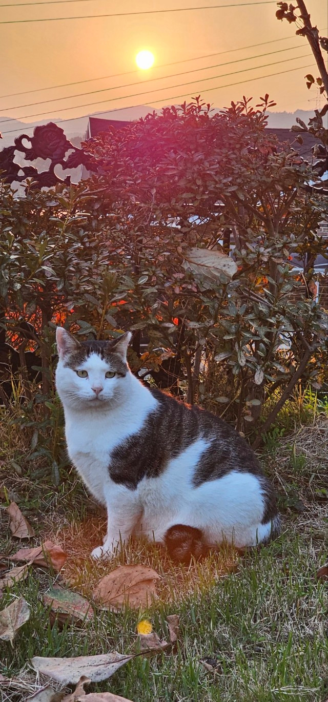 고양이 풍경6.jpg