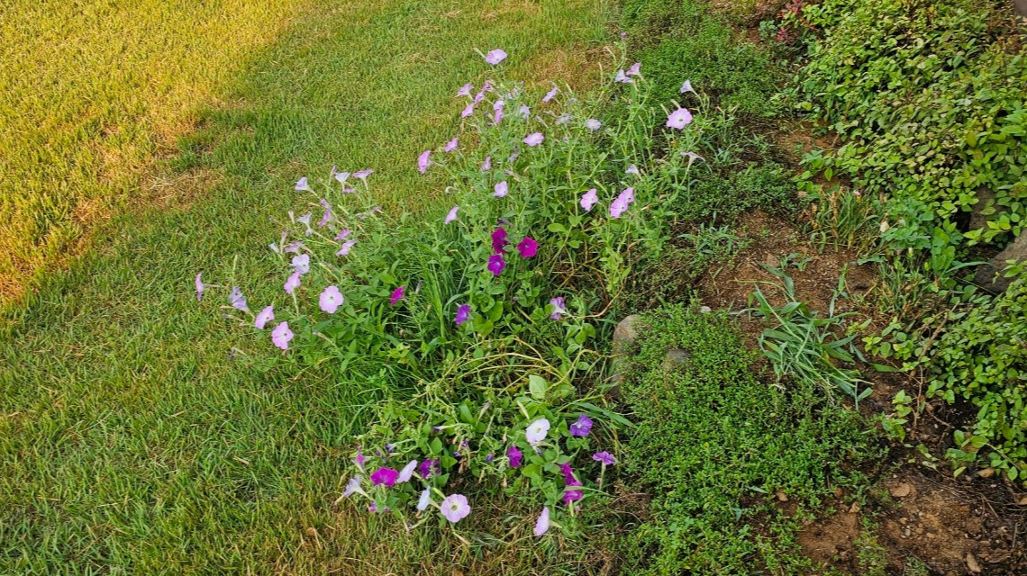 마당을 나온 꽃6.jpg