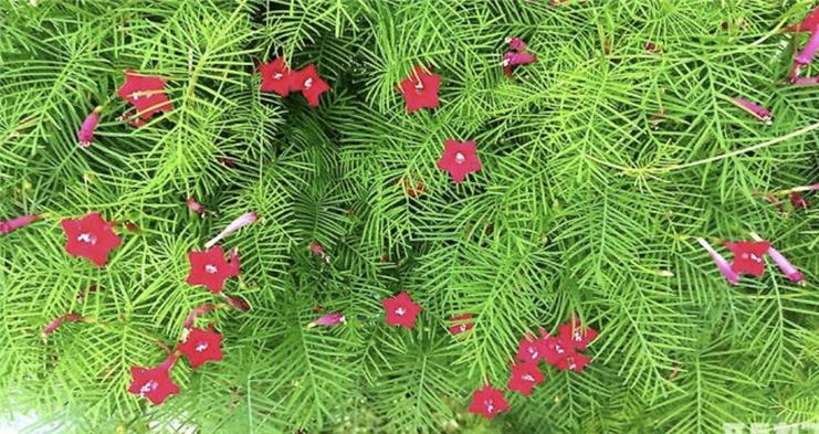 유홍초 새깃.jpg