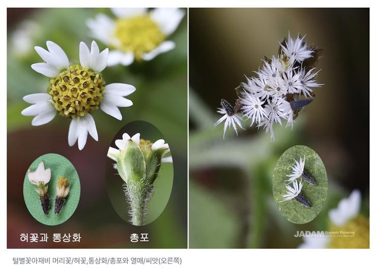 털별꽃 아재비.jpg