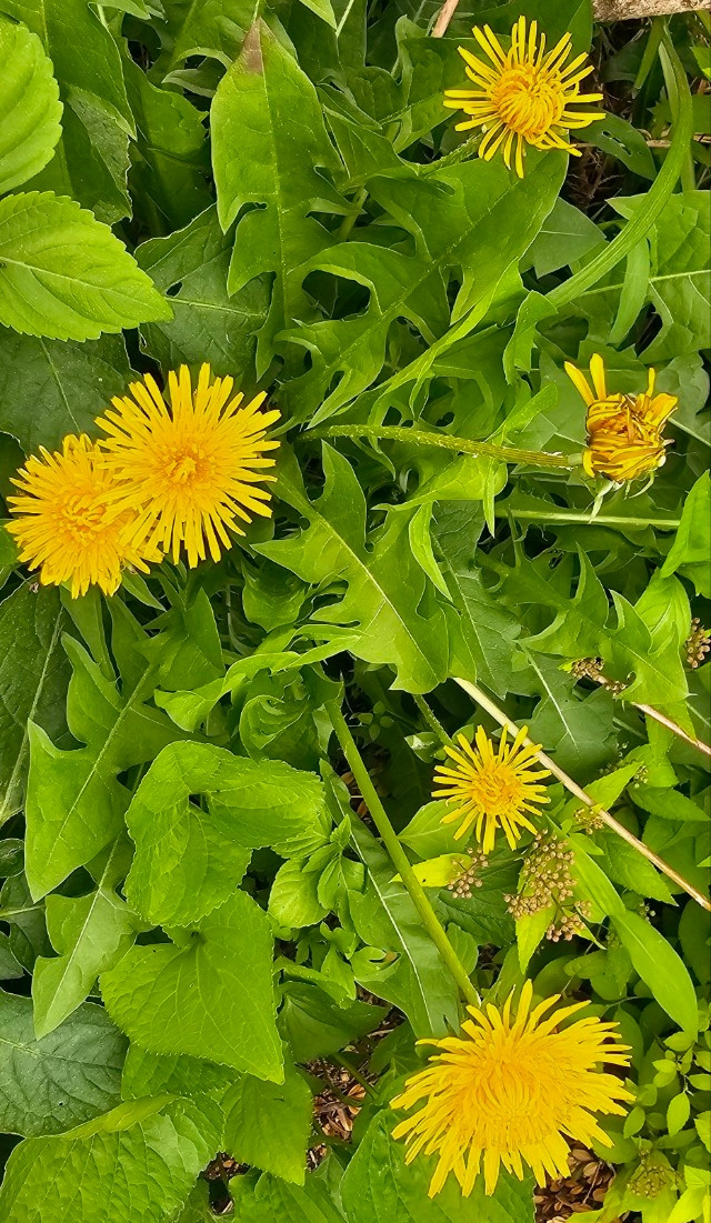 민들레 홀씨2.jpg