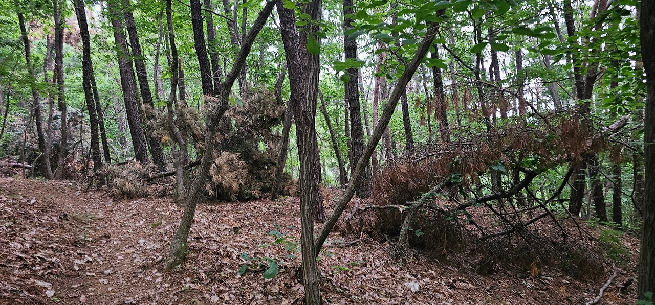 소나무 죽은2.jpg