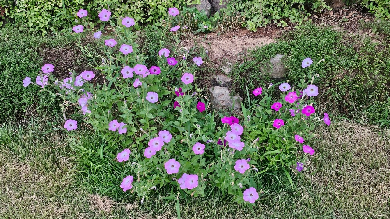 마당을 나온 꽃5.jpg