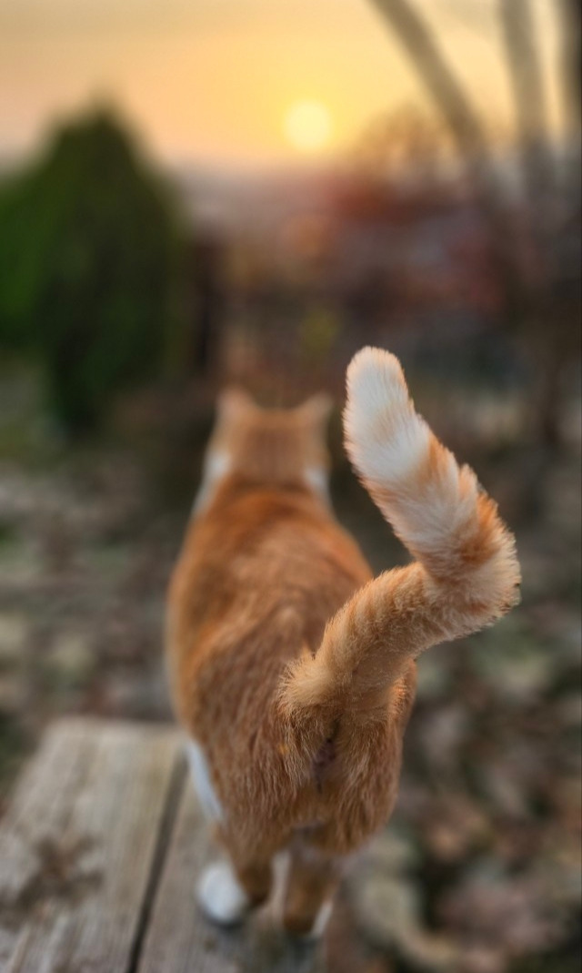 고양이 풍경11.jpg