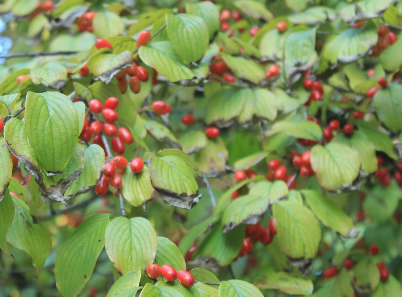 h_e1dUd018svcnzfs30bbhnze_q3rq1l (1).jpg