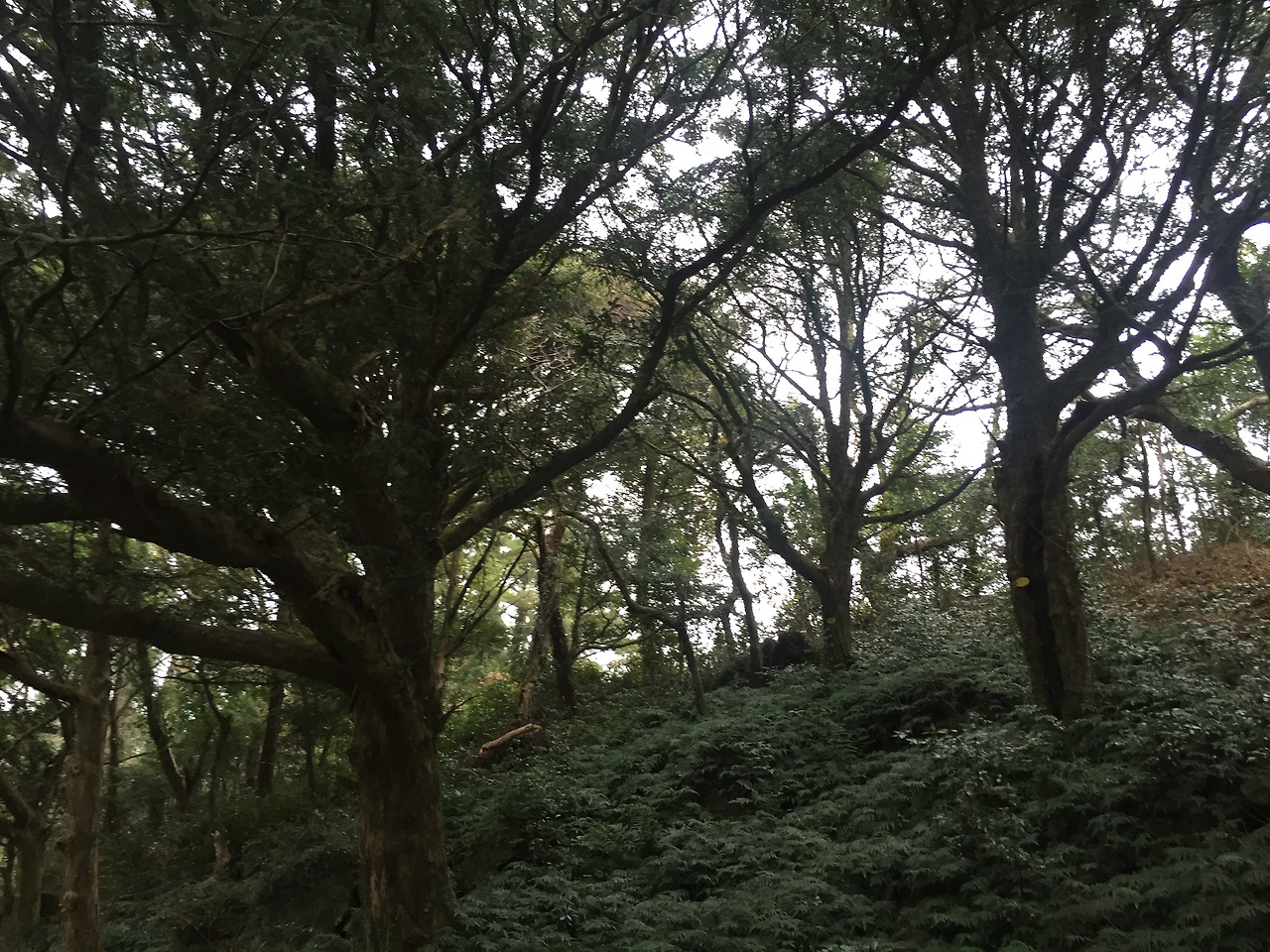 2016-01-02 16.23.07.jpg