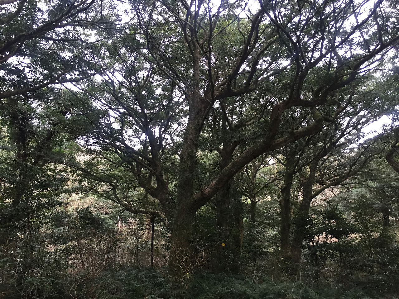 2016-01-02 15.27.48.jpg