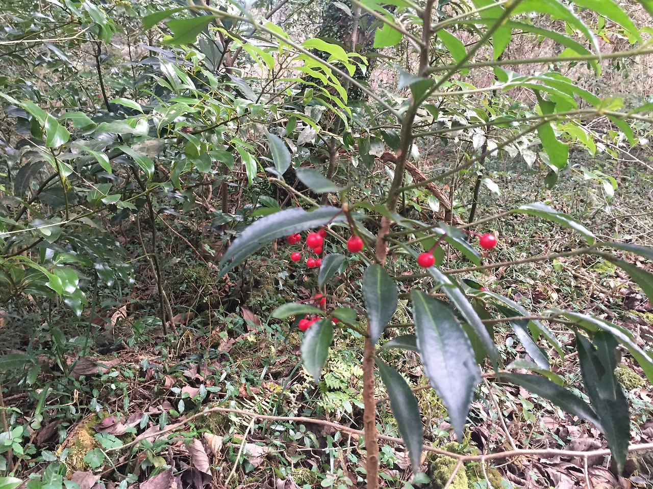 2016-01-02 15.55.40.jpg