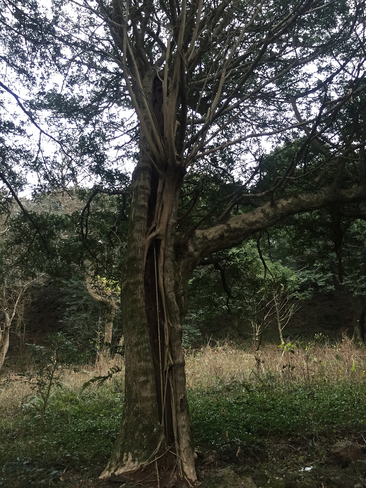 2016-01-02 16.26.20.jpg