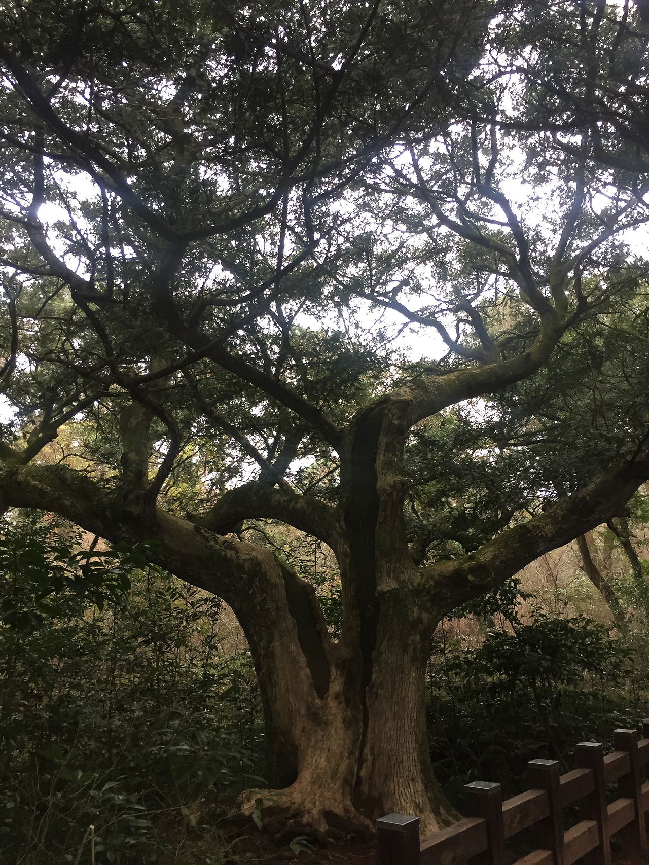 2016-01-02 15.57.10.jpg