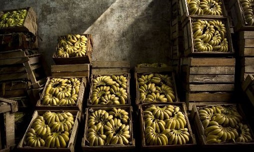 바나나 박스.jpg