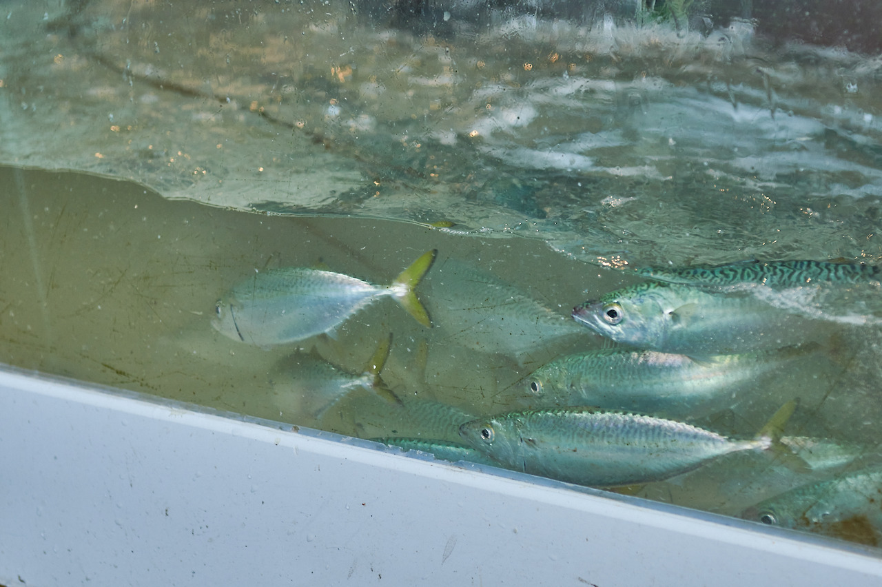 5 고등어회도 유명.jpg