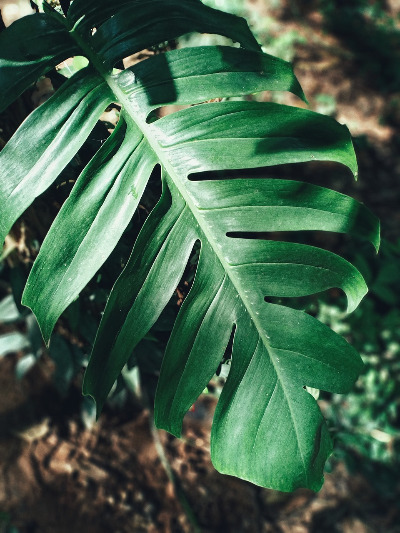 monstera-4543145_1280.jpg