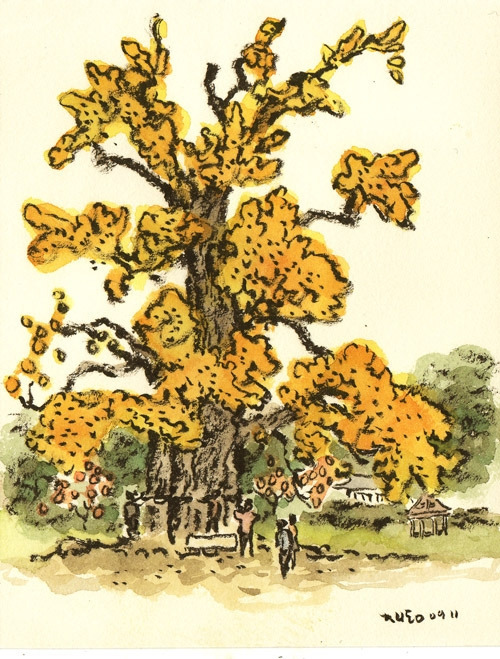 박재동,주암리 은행나무.jpg