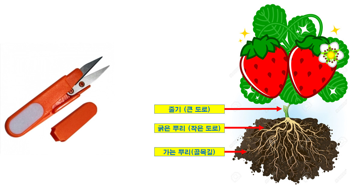 딸기모식도.jpg