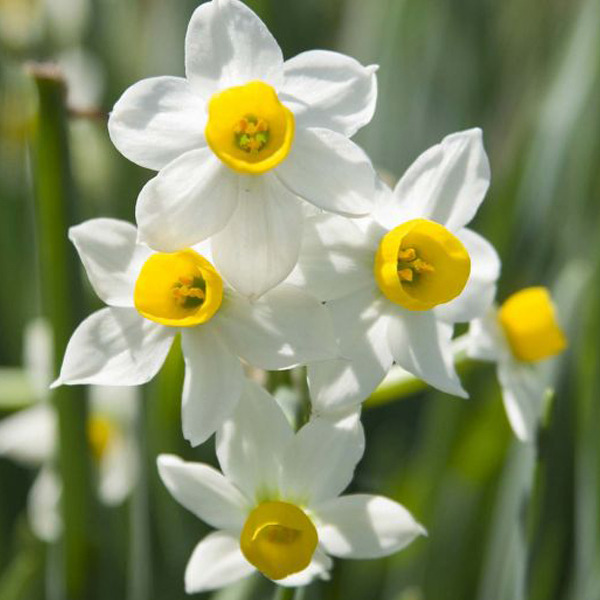_narcissus_canaliculatus_600x600.jpg