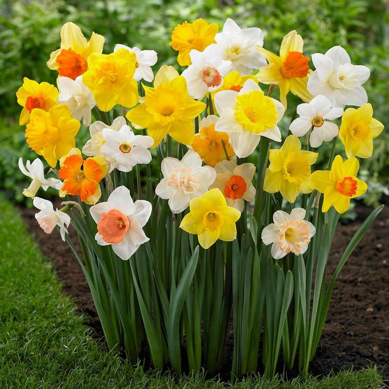 Daffodil-Mix.jpg
