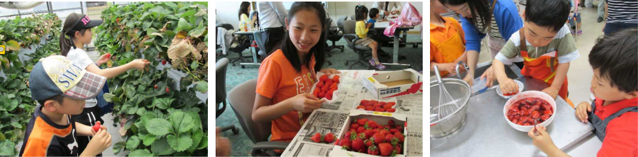 딸기수확과 가공품 만들기.jpg