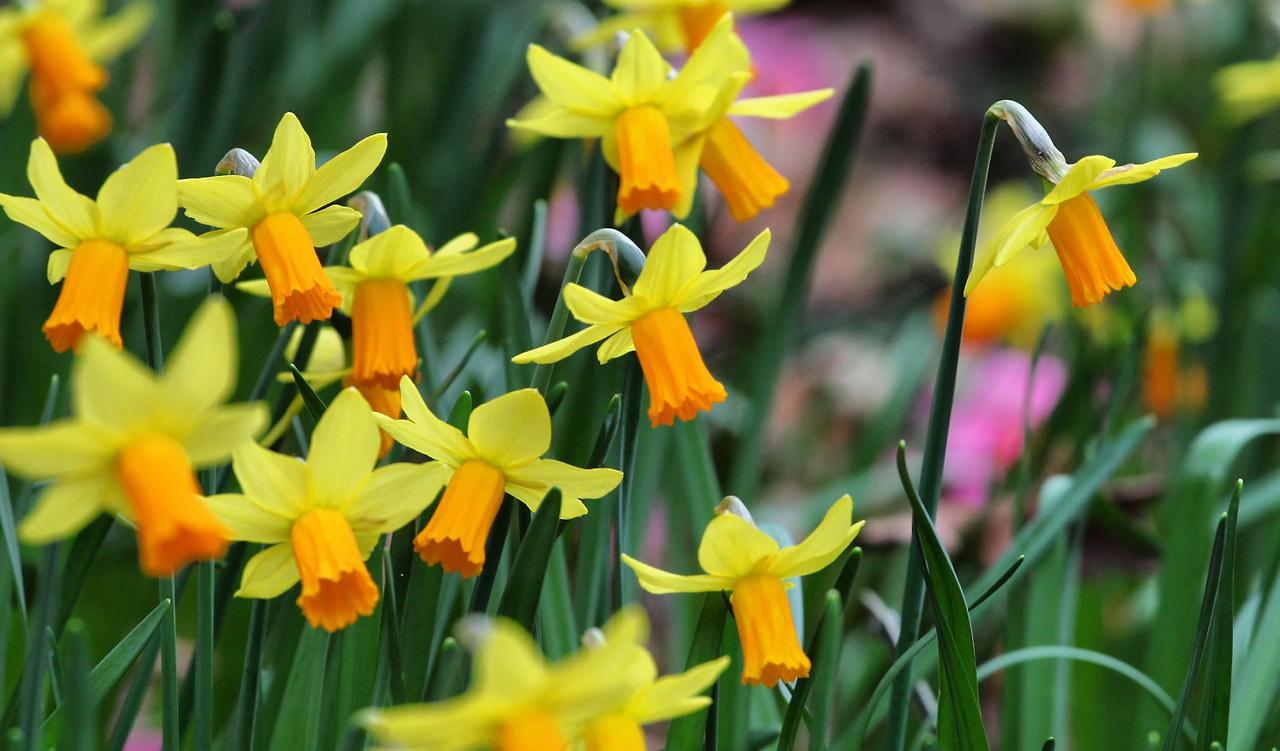 daffodil-mini-shutterstock_1933345733.jpg