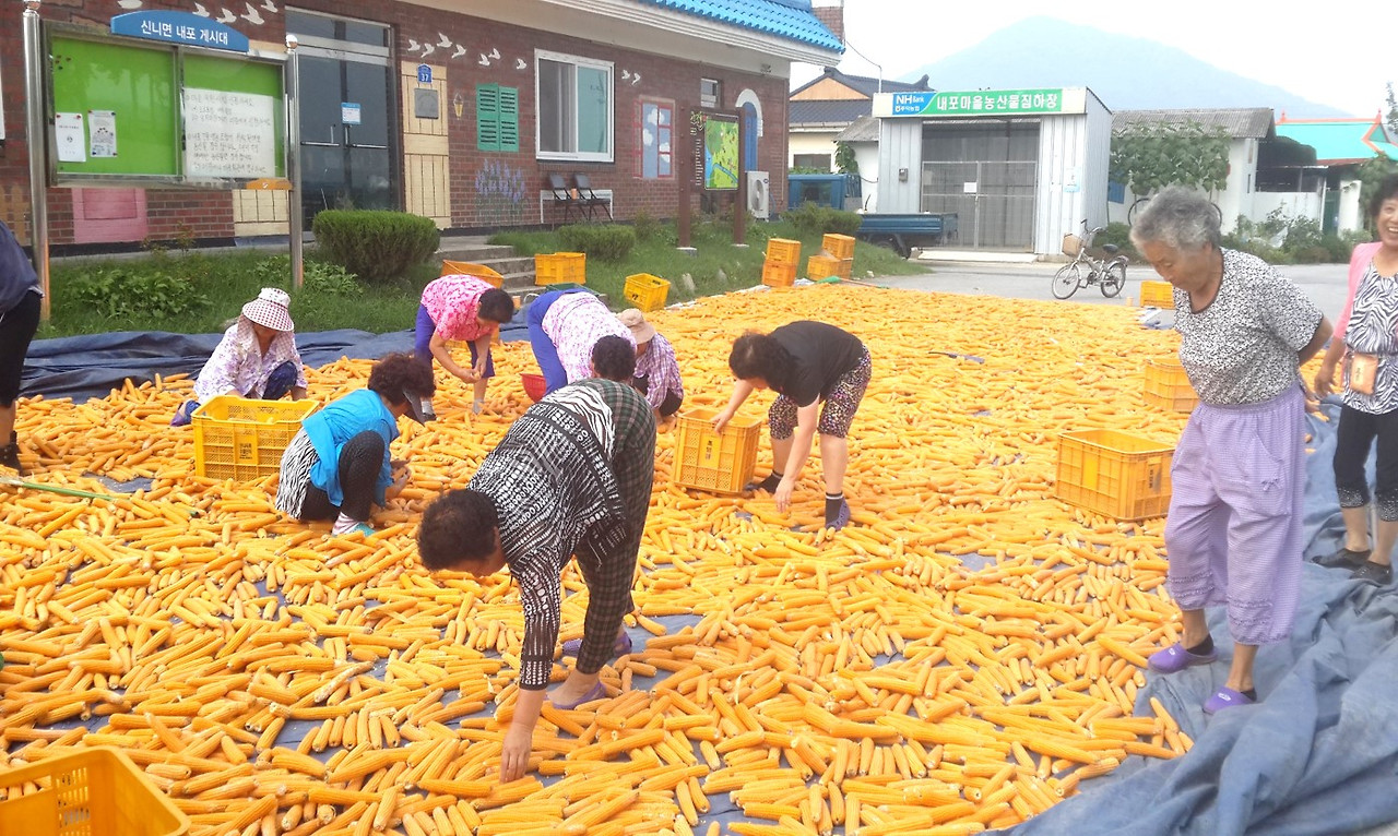 팝콘 옥수수 말리기.jpg