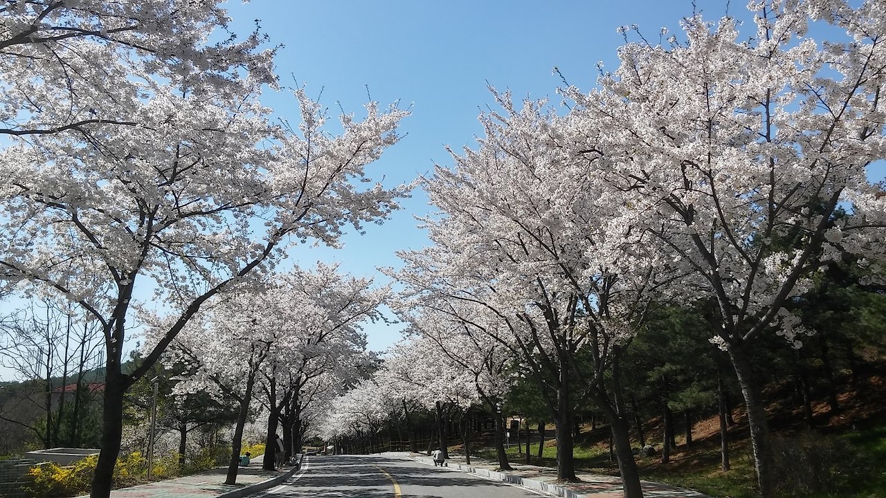 20180411_144942_HDR(벚꽃길).jpg