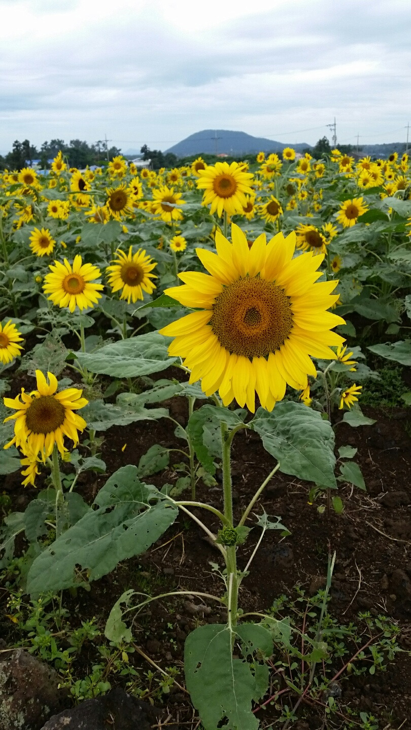 다운로드 (3).jpg