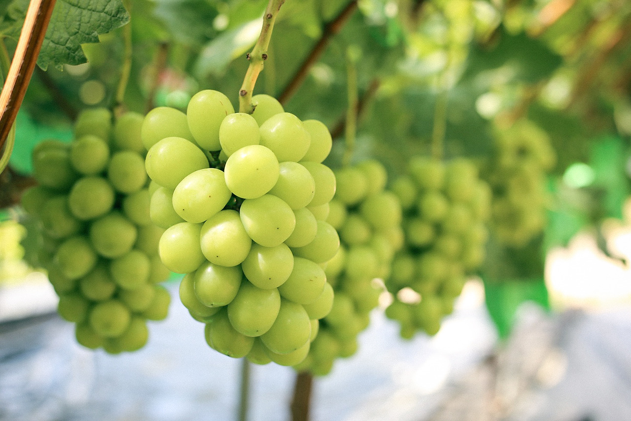 KakaoTalk_Photo_2022-05-16-13-22-51 012.jpg