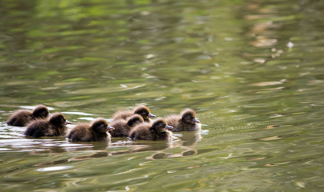 ducklings-164126_1280.jpg