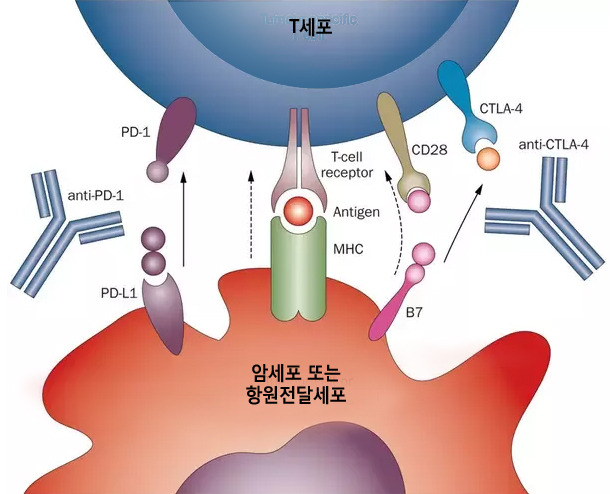 토토사이트