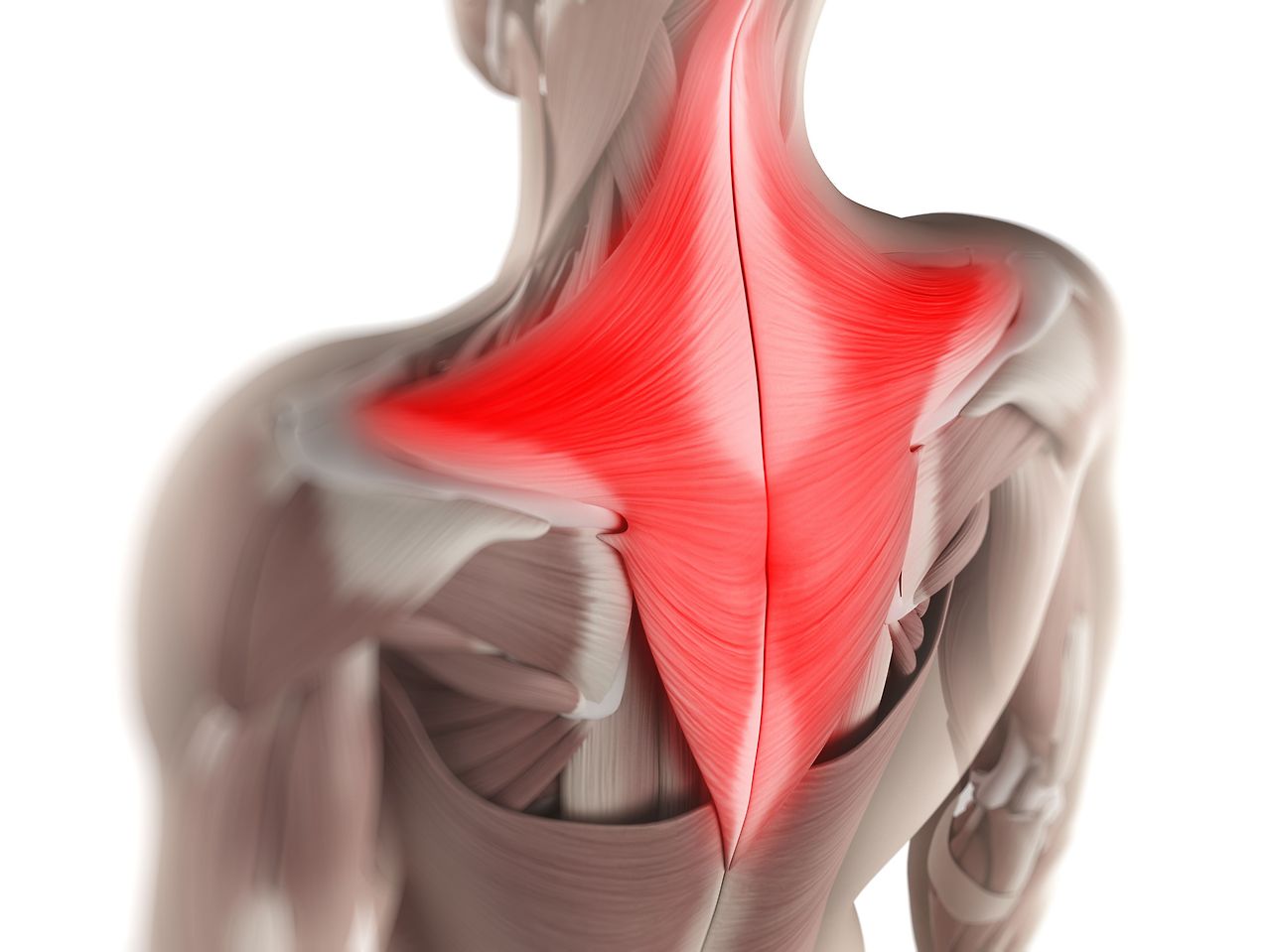 trapezius01.jpg
