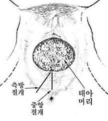 온라인 슬롯