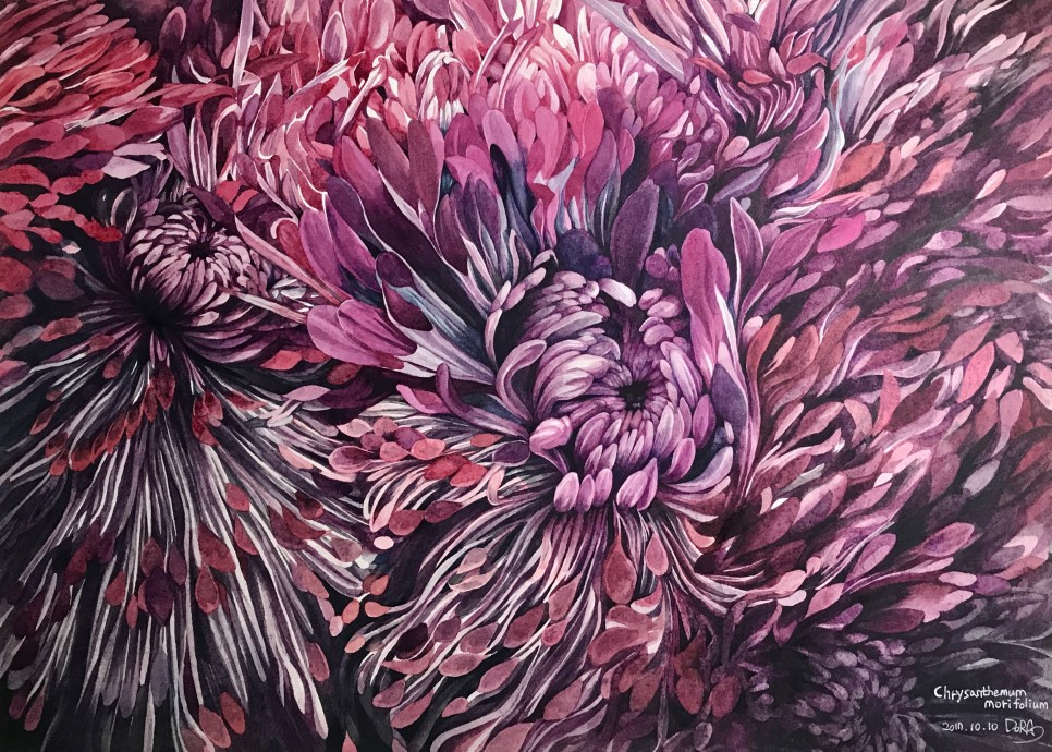 수채화_국화.jpg