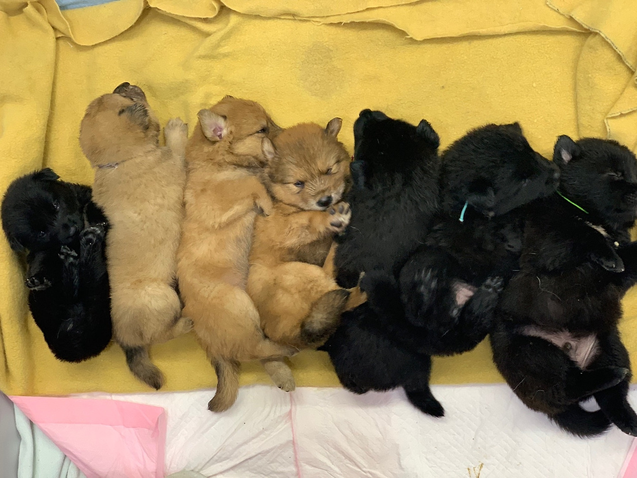 K3-2_인천대공원어미개구조_카라_20190607 (10).jpg