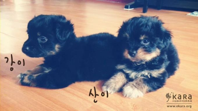 2. 13년 애기 강이 (1).jpg