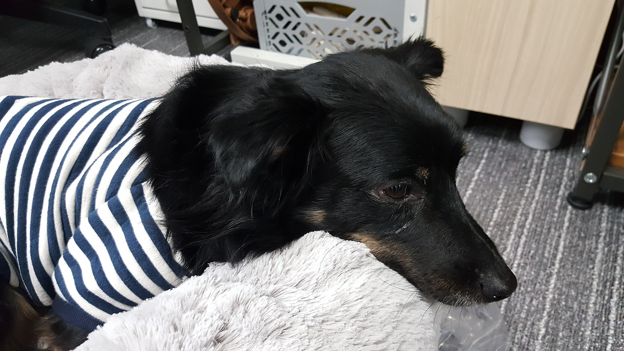 4. 사무실 시절 강이.jpg