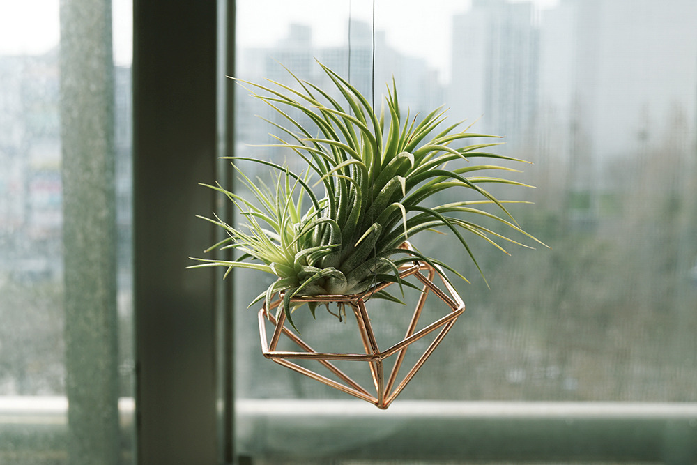 틸란드시아_1000 복사본.jpg