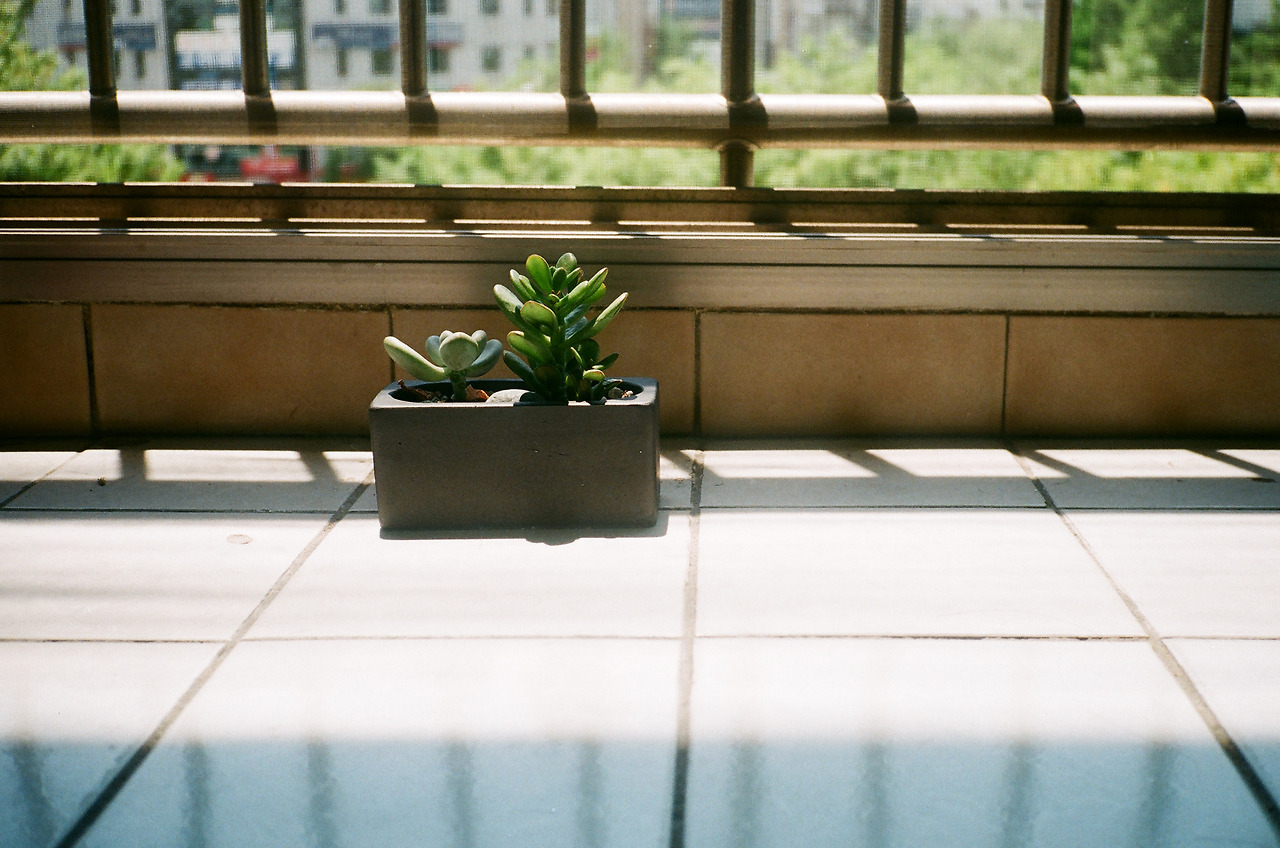 베란다 다육이 복사본.jpg