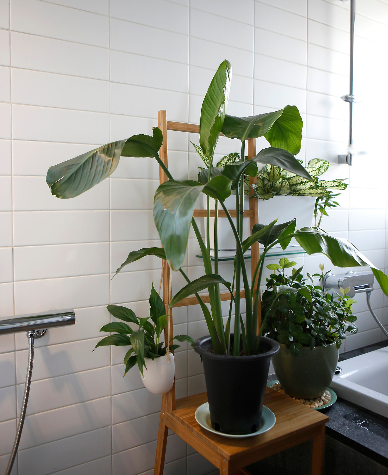 욕실식물.jpg