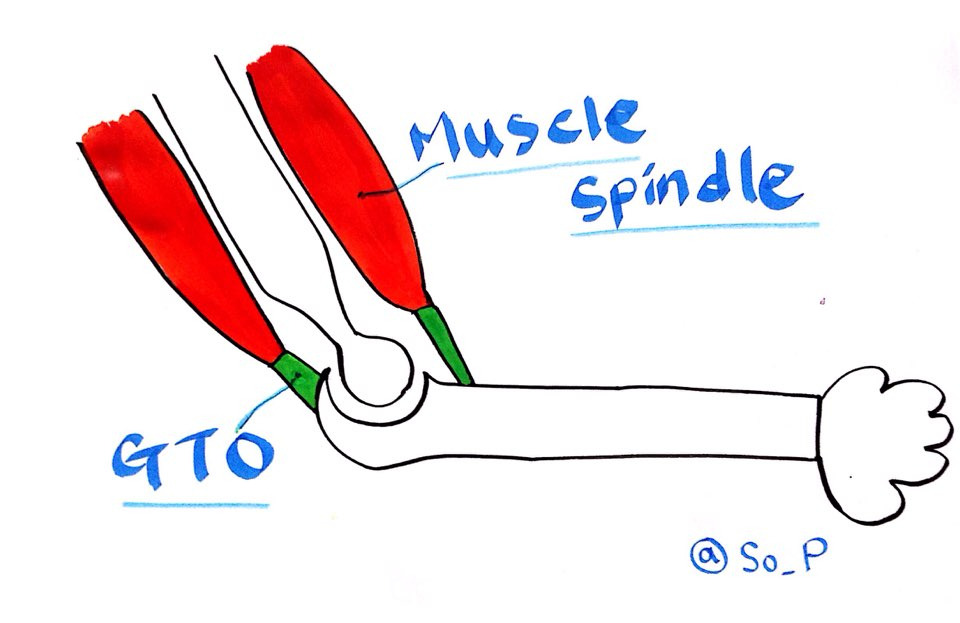 muscle spindle.jpg