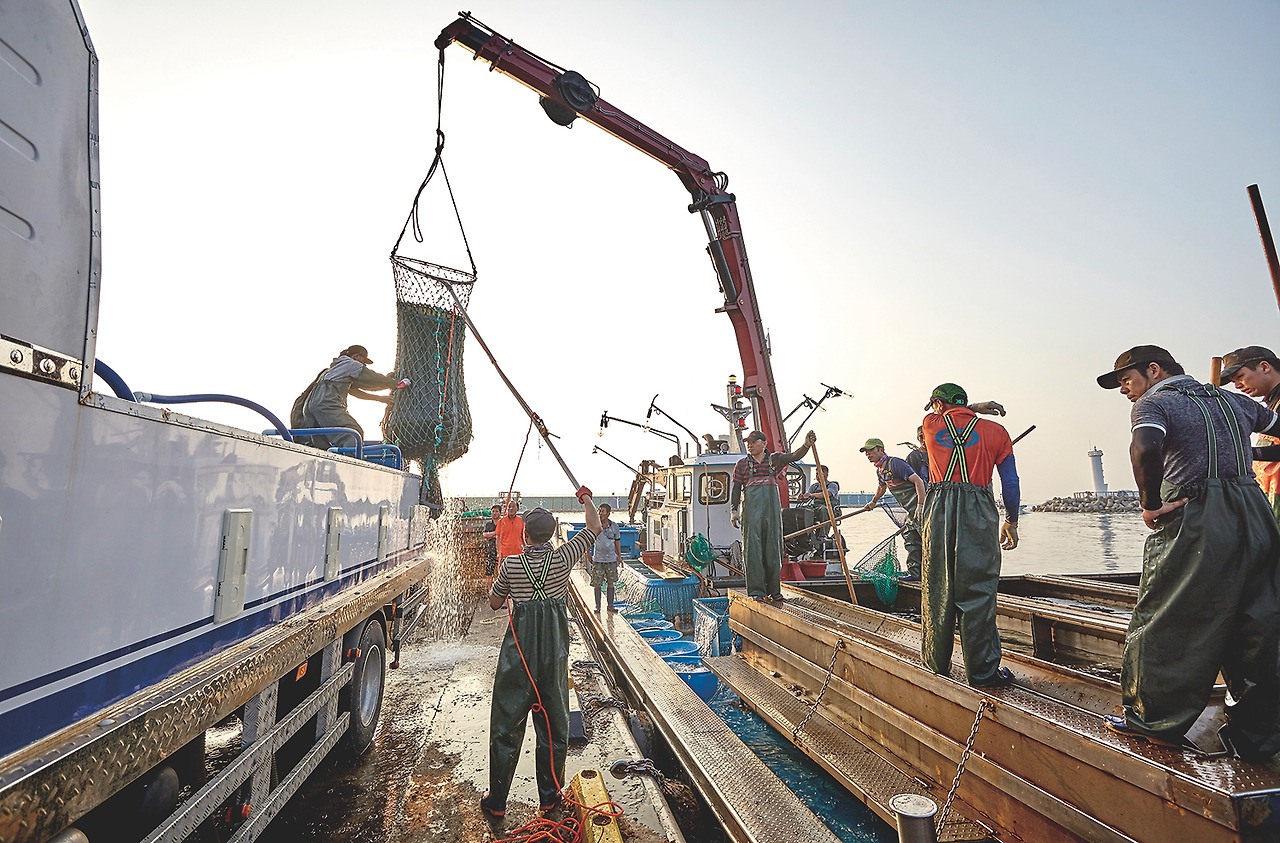 가장 북쪽의 항구 대진항. 요즘 때아니게 방어가 많이 잡힌다.jpg